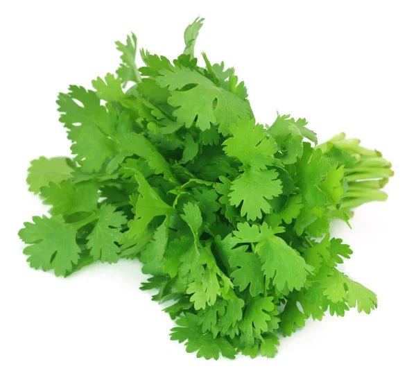 Coriander (Kothimeera), 1 pc (approx. 30-50g)