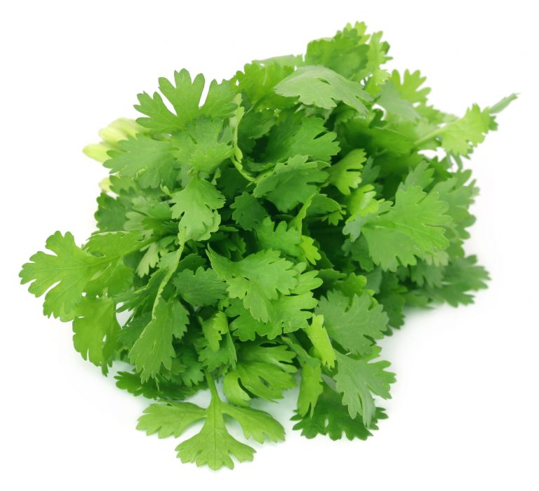 Coriander (Kothimeera), 1 pc (approx. 30-50g)