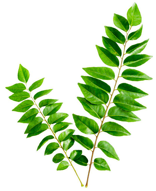 Curryleaf (Karivepaku), 1 pc (approx. 30-50g)