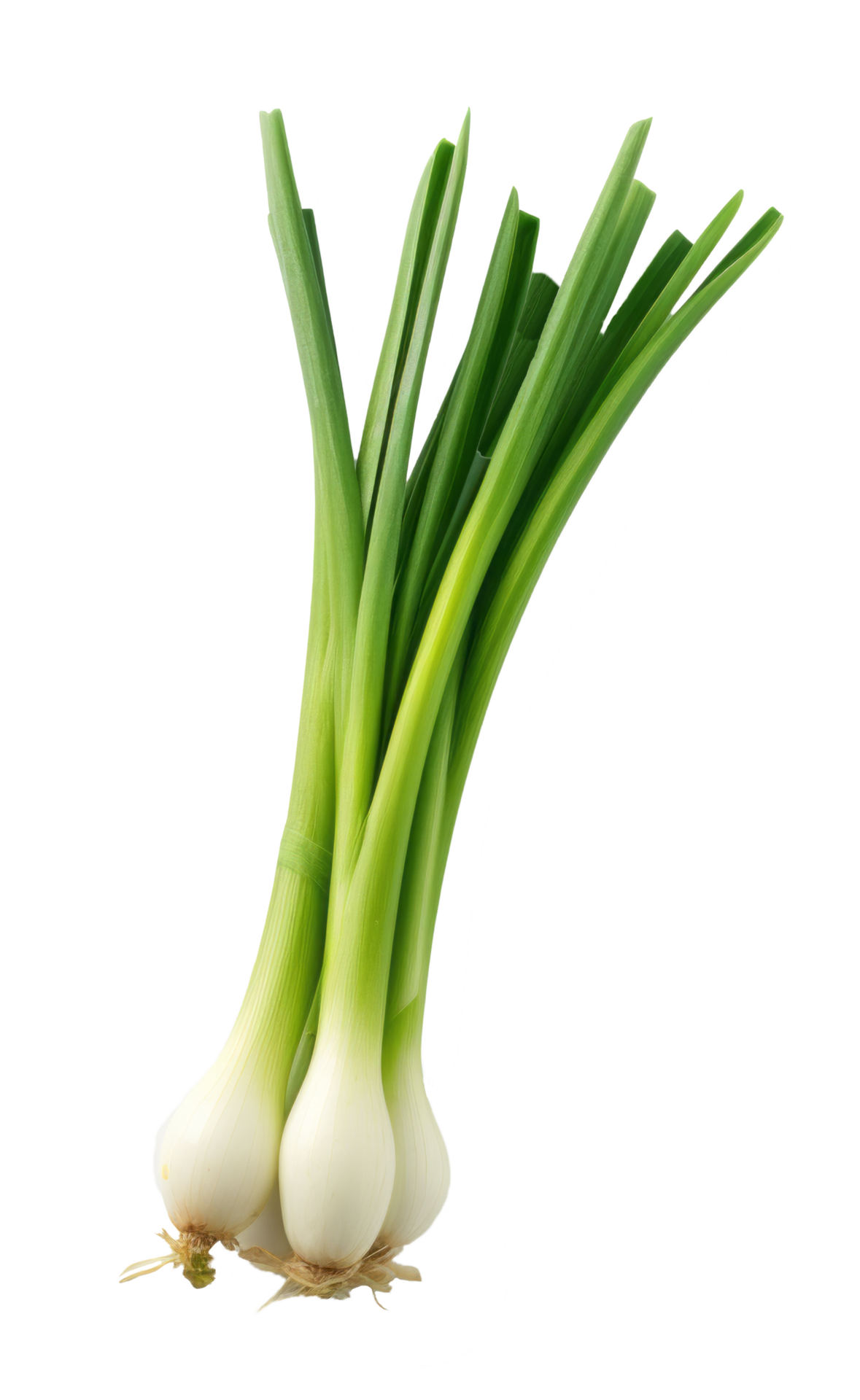 Spring Onion, 1 Kg