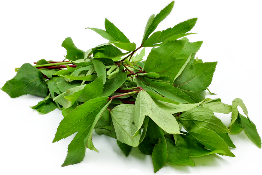 Gongura, 1 bunch (above 100g)